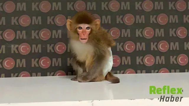 Afyonkarahisar’da Evde Beslenen Koruma Altındaki Maymun Ele Ge Geçirildi