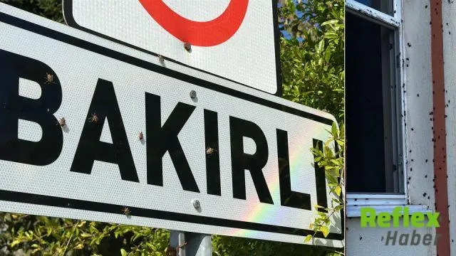 Ferizli'de Kahverengi Kokarcaya Karşı Hindi Ve Tavuklu Mücadele