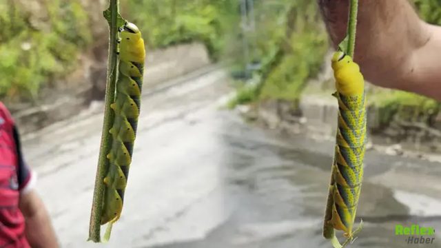 Patlıcan Yaprağında 13 Santimlik Sürpriz: Rize’de Ortaya Çıktı