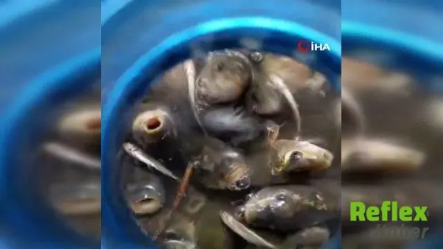Hakkari'de Çamurda Mahsur Kalan Balıklara Tankerlerle Can Suyu