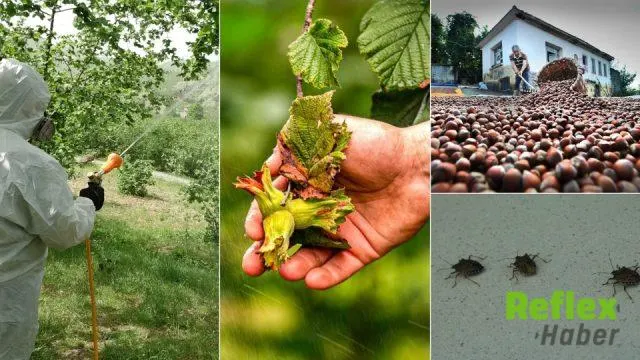 Karadeniz’de İ̇stilacı Böceklere Karşı Üç Ülkeli Takip Sistemi Kuruluyor