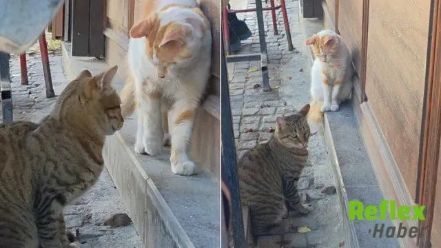Saraçlar Caddesi’nde Kediden Fare İ̇çin İ̇lginç Nöbet