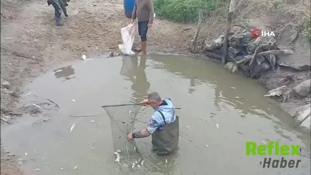 Küplü'de Kanallarda Mahsur Kalan Balıklar Göletlere Taşındı
