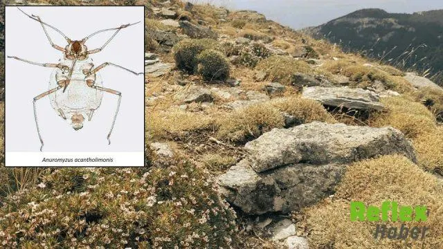 Kaz Dağları’nda Bilim Dünyasına Yeni Böcek Türü Katıldı