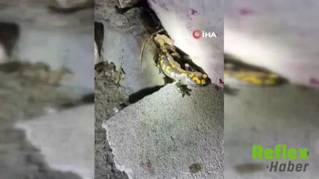 Doğanşehir’de Yağış Sonrası Sarı Benekli Semender Görüldü