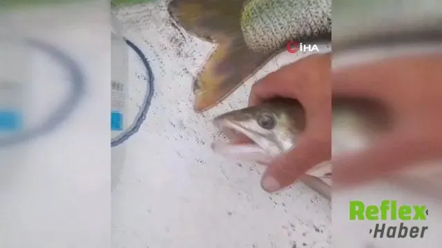 Keban Baraj Gölü'nde Oltaya Takılan Sudak Şaşırttı