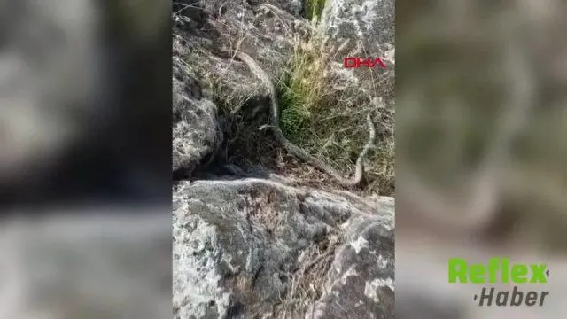 Aksaray'da Göl Kenarında Görüntülenen Yaklaşık 3 Metrelik Yılan