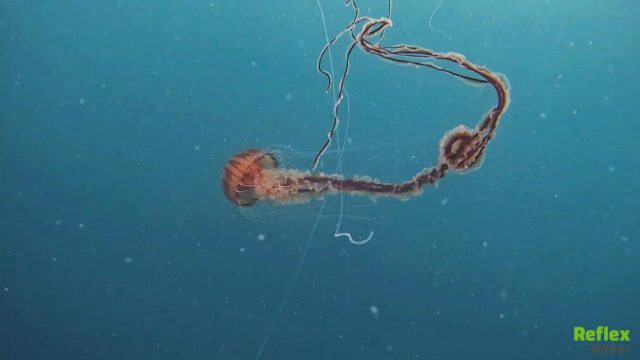 Pusula Denizanası Zehirli Mi? Öldürür Mü?