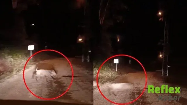 Kahramanmaraş'ta Yolda Görüntülenen Domuz Sürüsü