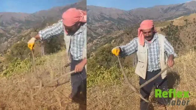 Onikişubat'ta Üzüm Hasadı Sırasında Engerek Yılanı Görüldü