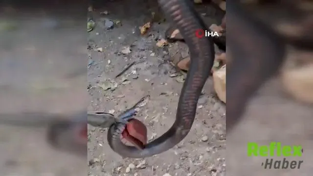 Diyarbakır'da Odunlukta Yakalanan Yılan Doğaya Bırakıldı