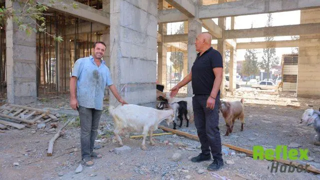 Kahramanmaraş Sanayisinde Keçi Nöbeti! 9 Keçinin Sahibi Aranıyor