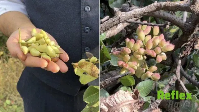 Yüksekova’da 50 Yıllık Antep Fıstığı Ağaçları Yeniden Hasat Veriyor