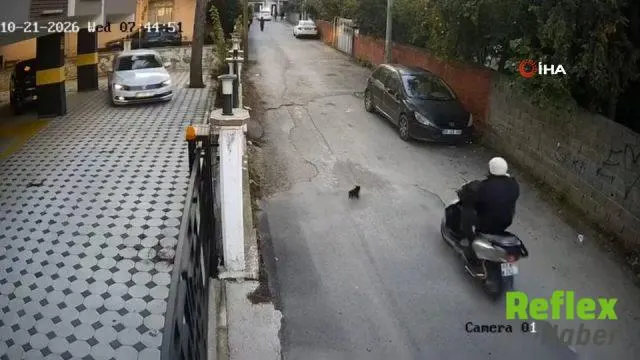 Osmaniye’de Motosiklet Çarpması Sonrası Kedi Telef Oldu