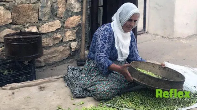 Derik’te Altın Madalyalı Halhalı Zeytininde Hasat Başladı
