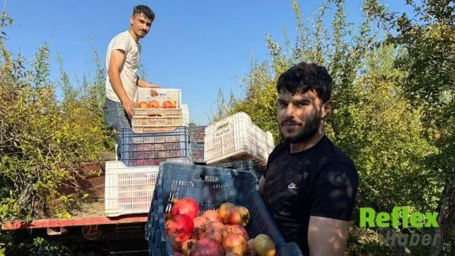 Serik'te Erken Nar Hasadı Başladı, Tarlada Kilogram Fiyatı 15-30 Tl