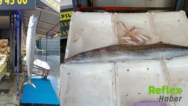 Mersin Açıklarında Beş Yıl Sonra Nadir Ceylan Balığı Yakalandı