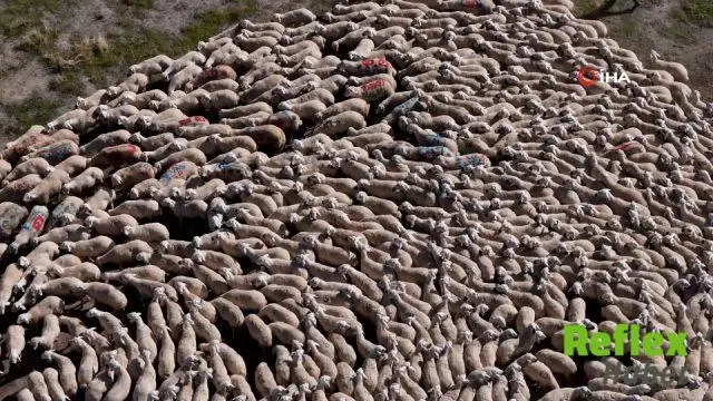 Sivas’ta Koçlar Boyanarak Sürüye Katıldı