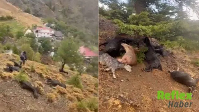 Kahramanmaraş’ta Yıldırımın Vurduğu Sürüde 20 Keçi Telef Oldu