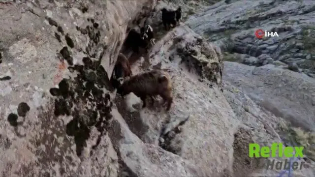 Tunceli’de Mahsur Kalan Keçiler Afad Ekiplerince Kurtarıldı