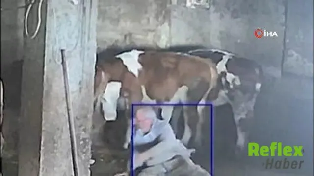 Amasya'da İ̇neğini Severken Tekmeyle Yere Düştü: O Anlar Kamerada