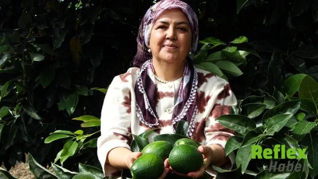 Adana’da Avokado Üretimi Büyüyor: Kilosu 110 Liraya Geriledi