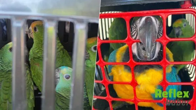 Nesli tehlikede olan egzotik kuşlara köprü gişelerinde el konuldu