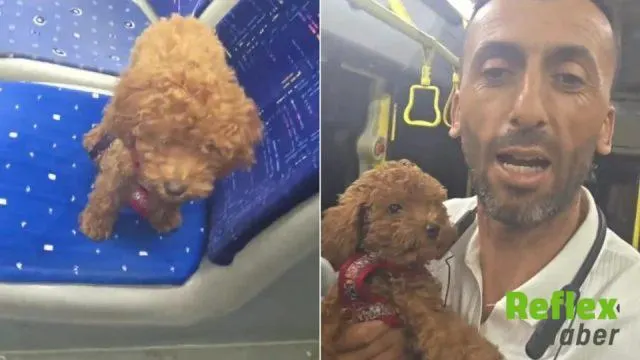 Antalya’da Otobüste Oyuncak Sanılan Köpek Şaşkınlık Yarattı
