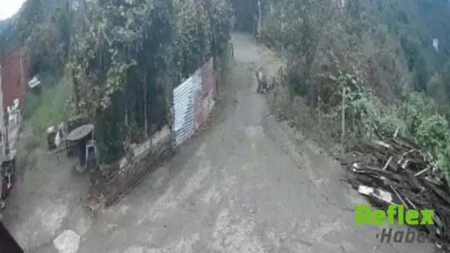 Giresun'da İ̇şe Giden Kadın Ayıyla Karşılaştı