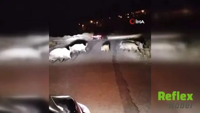 Karabük'te yavru domuza yol tarif eden kadın sürücü | VİDEO İZLE