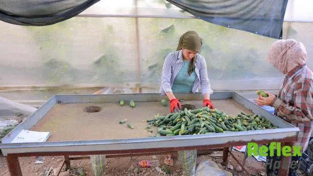 Dulkadiroğlu’nda Turşuluk Kornişon Hasadı Başladı