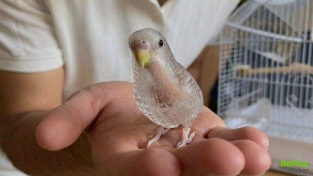 Şeffaf Güvercin, Muhabbet Kuşu Gerçek Mi?