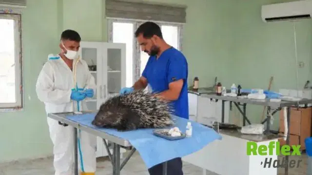 Mardin Derik'te Yaralı Oklu Kirpi İ̇çin Ekipler Harekete Geçti