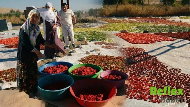 Muş’ta güneşte kurutulan sebzeler Avrupa’daki sofralara ulaşıyor