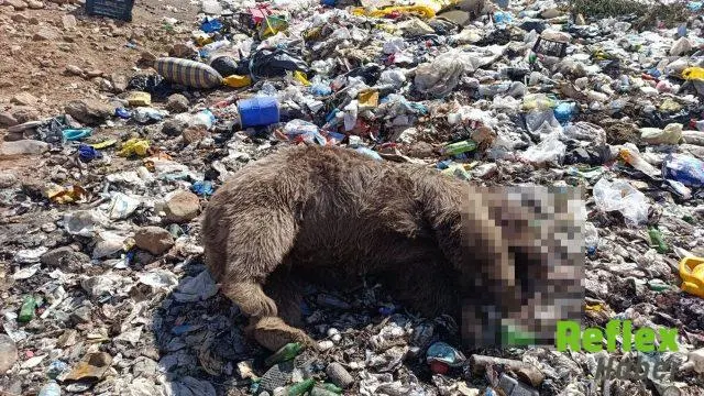 Kiğı'da Üç Bozayı Kurşunlanmış Halde Bulundu
