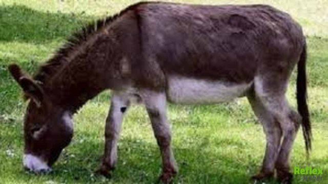Siirt’te Eşeğin Sürüklediği 12 Yaşındaki Çocuk Hayatını Kaybetti