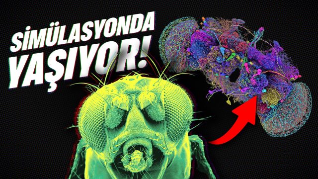 Simülasyonda Yaşayan İlk Canlı Üretildi
