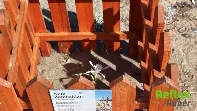 Ayvalık’ta kum zambakları ahşap kafeslerle korumaya alındı