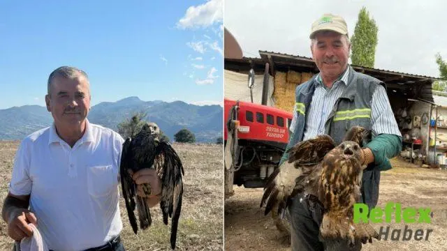 Muhtarın Fark Ettiği Şahin Asfalttan Kurtarıldı