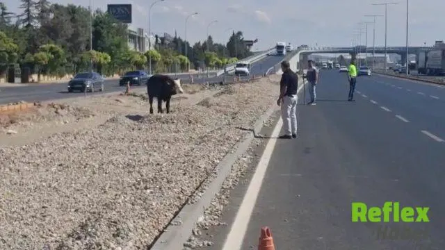 Kahramanmaraş’ta firari boğa trafiği karıştırdı