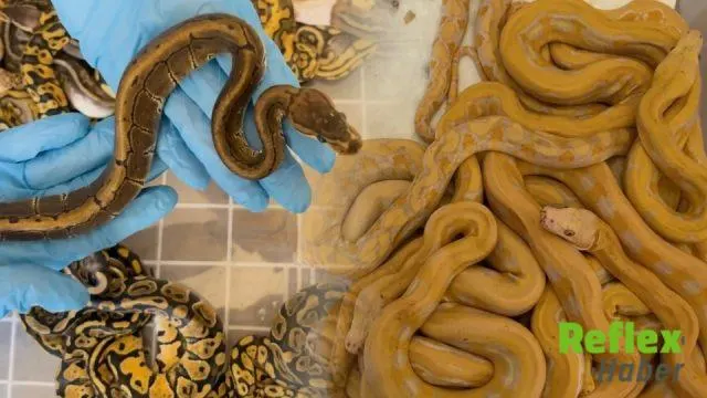 Kapıkule'de 67 Piton Yılanı Ele Geçirildi