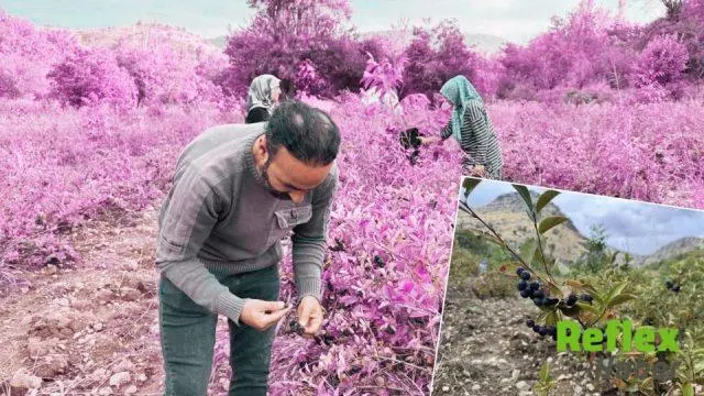 Diyarbakır Çüngüş'te Aronya Hasadı: Üretici Kilosunu 400 Liraya Satıyor