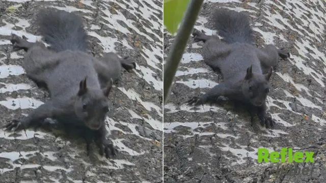 Tunceli’de Nadir Kara Sincap Görüntülendi