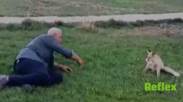 Bayburt’ta piknik alanına gelen tilkiyi elleriyle besledi