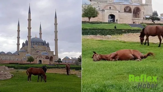 Selimiye Meydanında Üç At Hareketliliği