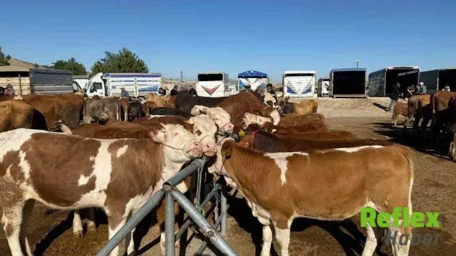 Yozgat'ta şap alarmı: Hayvan pazarları kapatıldı