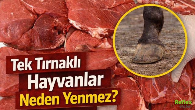 Tek Tırnaklı Hayvanlar Neden Yenmez? Dini Hükmün Sebebi