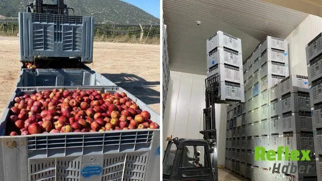 İsparta’da Elma Hasadı Başladı, Rekolte Beklentisi 1 Milyon 250 Bin Ton