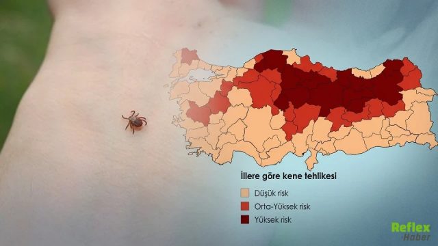 Türkiye’de Kene Vakaları Artıyor: En Riskli İller Açıklandı