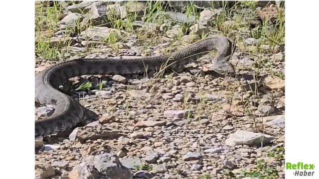 Türkiye'nin En Zehirli Yılanı Ortaya Çıktı! Koca Engerek Kamerada